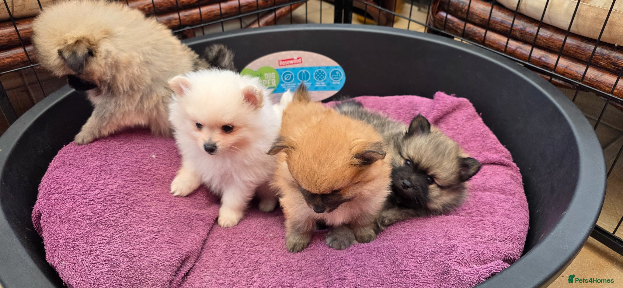 German Spitz dogs Beautiful german spitz - Advert 1