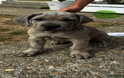 Mixed Breed dogs for sale: HUGE “TRI” MERLE CANE CORSO PUPPIES FOR SALE - Image 7