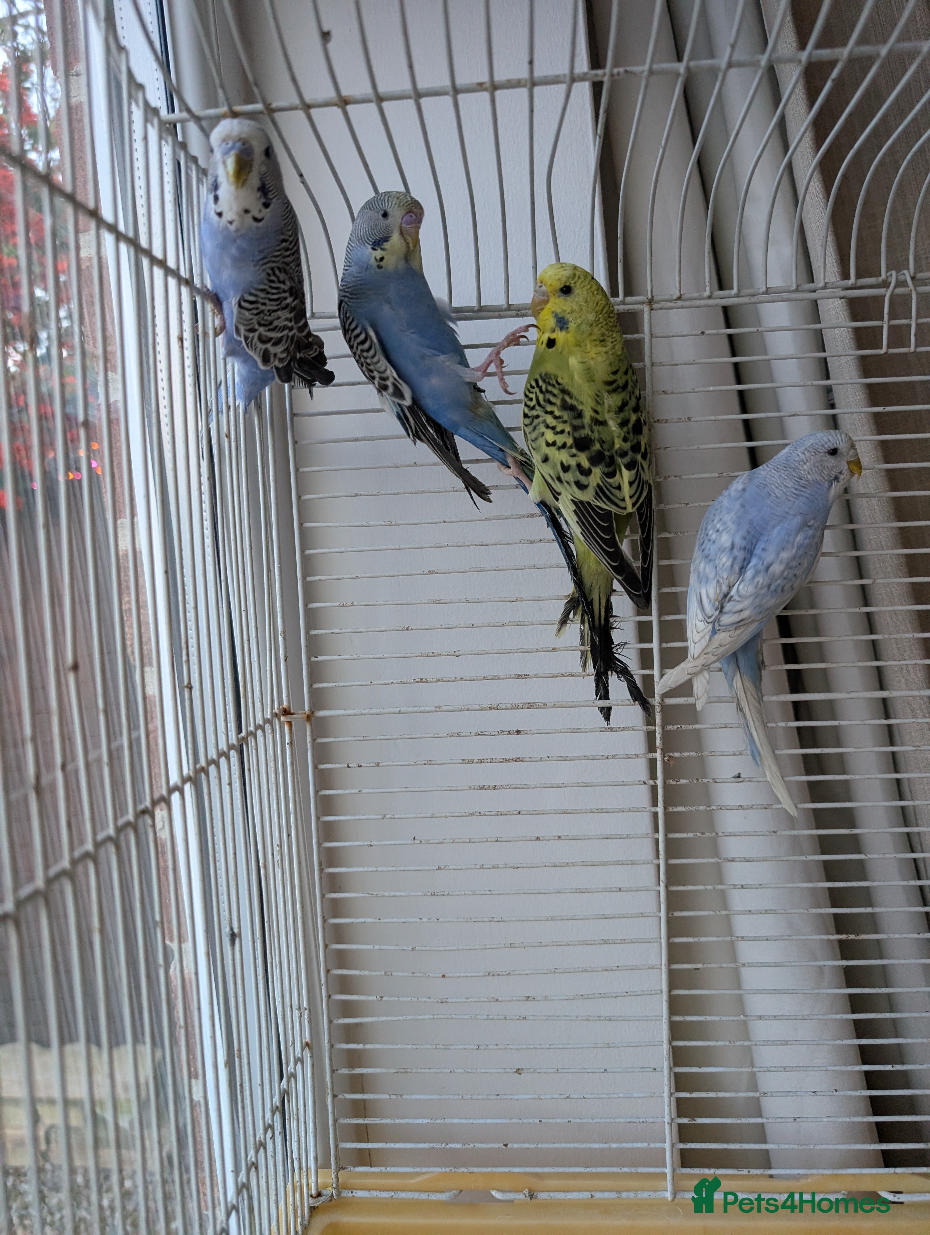 Budgerigars birds Baby budgies and starter cage ( Finchs also ) - Advert 11