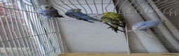 Budgerigars birds for sale: Baby budgies and starter cage ( Finchs also ) - Advert 1