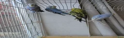 Budgerigars birds for sale: Baby budgies and starter cage ( Finchs also ) - Advert 3