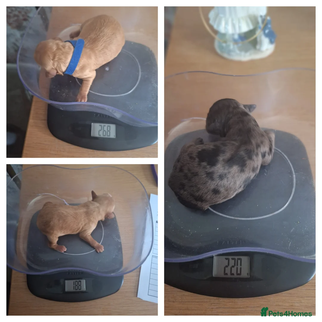 Toy Poodle dogs for stud: toy poodle short notice DNA clear PRA in Nottingham - Advert 20