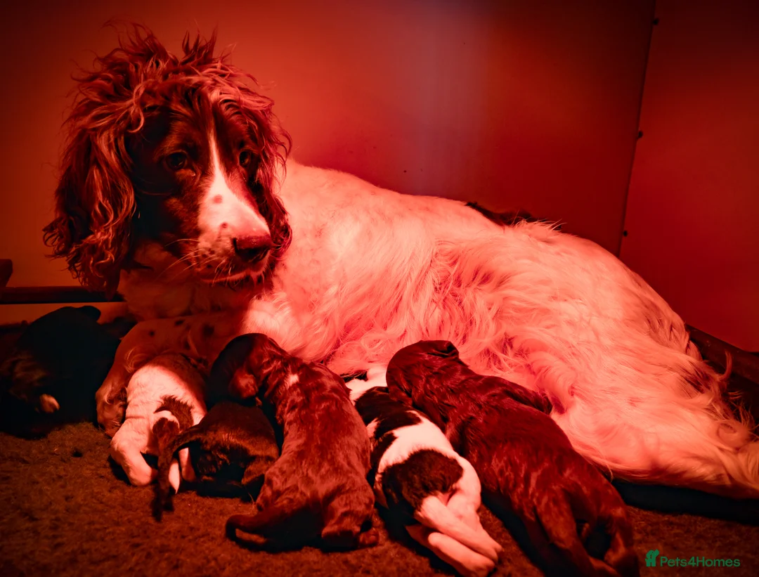 Sprocker dogs for sale: Traditional Sprockers From Health Tested Lines in Sleaford - Advert 1