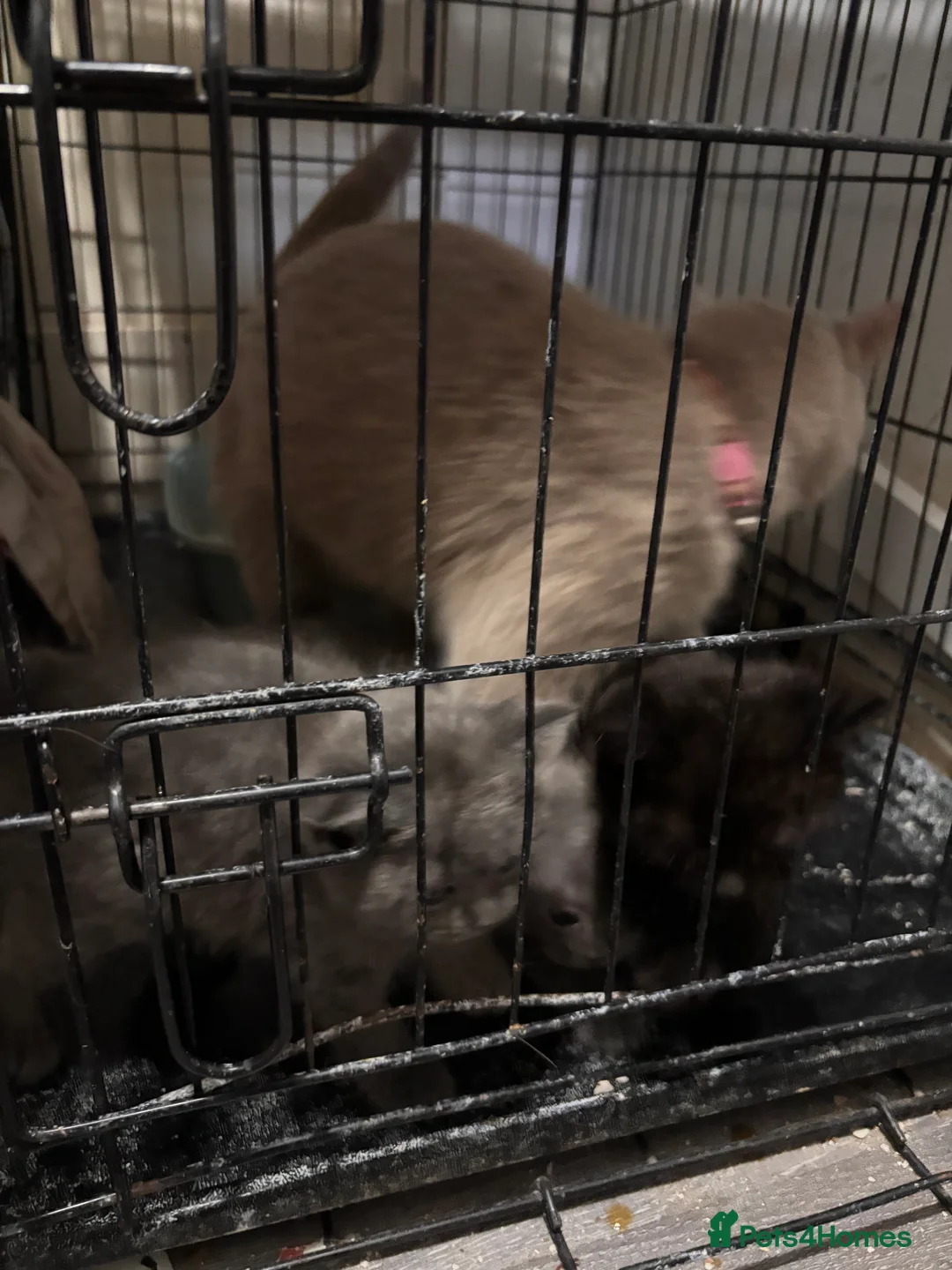 Mixed Breed cats for sale: Mixed kittens  in Bristol - Advert 2