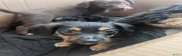 Mixed Breed dogs for sale: 4 adorable mixed breed pups for sale 3 girls 1boy - Advert 20