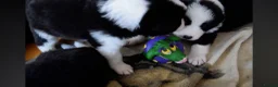 Border Collie dogs for sale: ISDS registered pups from amazing lines - Advert 21