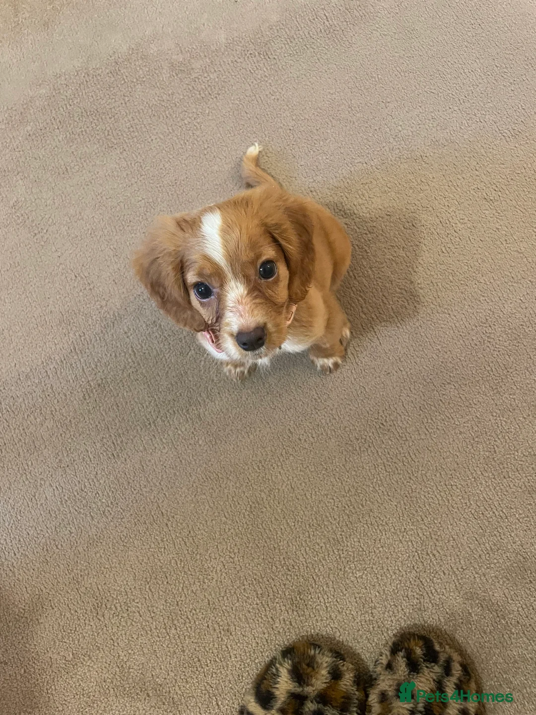 Cocker Spaniel dogs for sale: Cocker spaniel puppy  - Advert 7