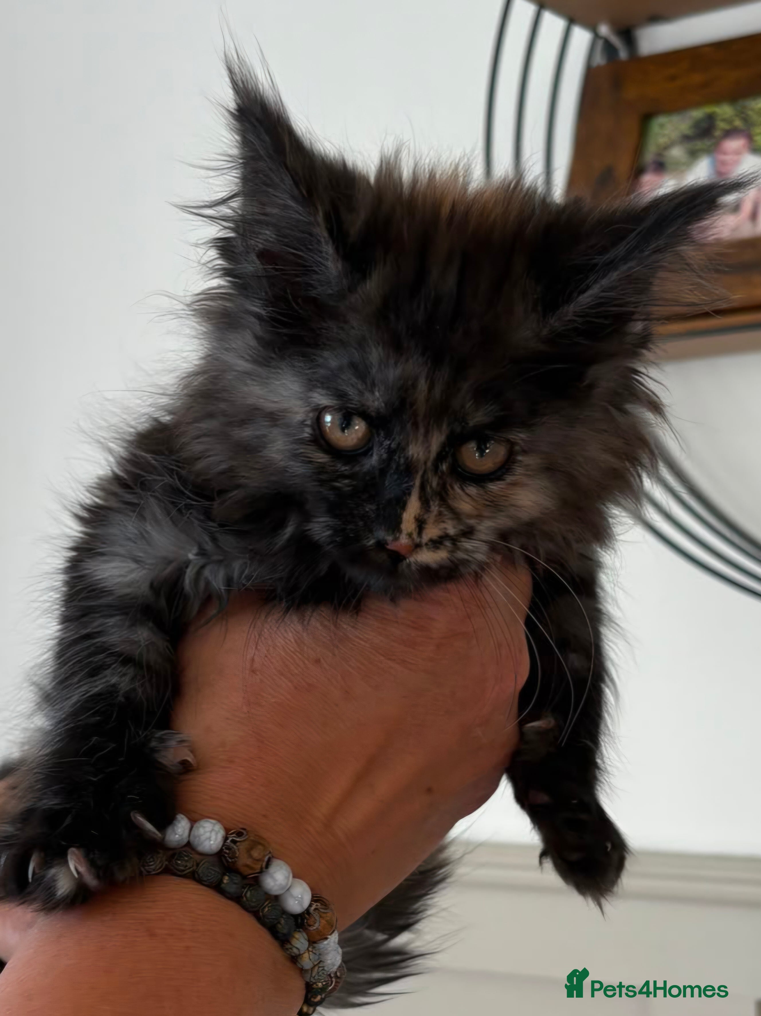 Maine Coon cats 2 large mainecoon girls remaining - Advert 2