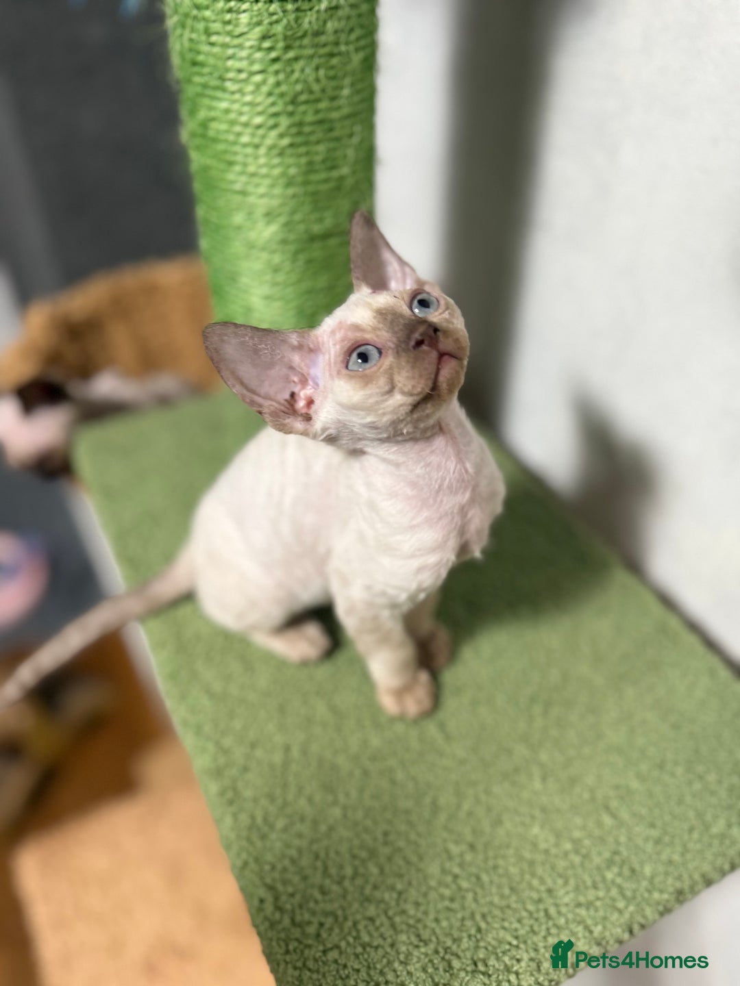 Devon Rex cats for sale: 😍😍😍 3 girls registered GCCF😍😍😍 - Advert 16