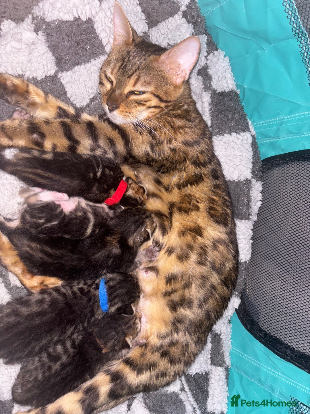 Bengal cats for sale: Half Bengal Kittens - Image 9