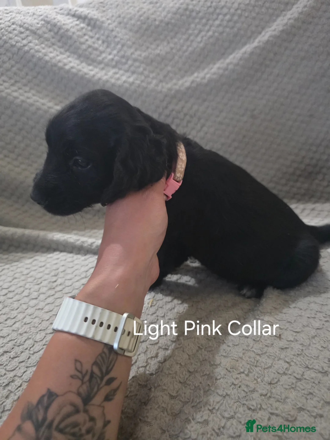Cocker Spaniel dogs for sale: Cocker Spaniel Puppies - Advert 2