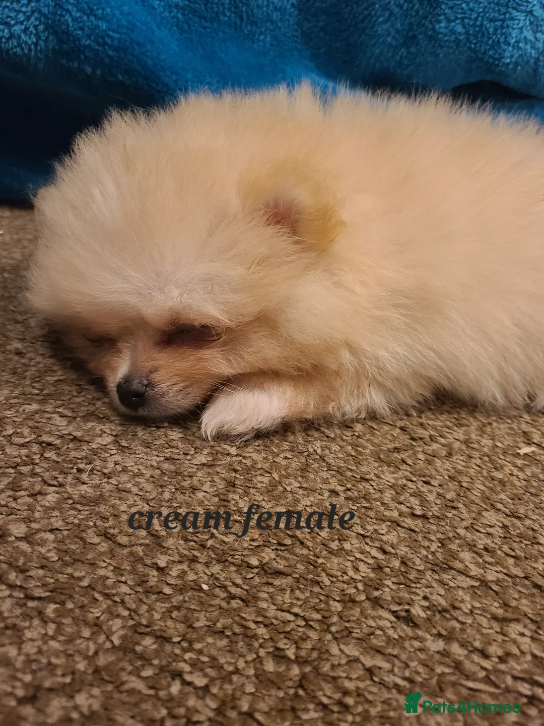 Pomeranian dogs for sale: Kc registered pomeranian puppies - Advert 4