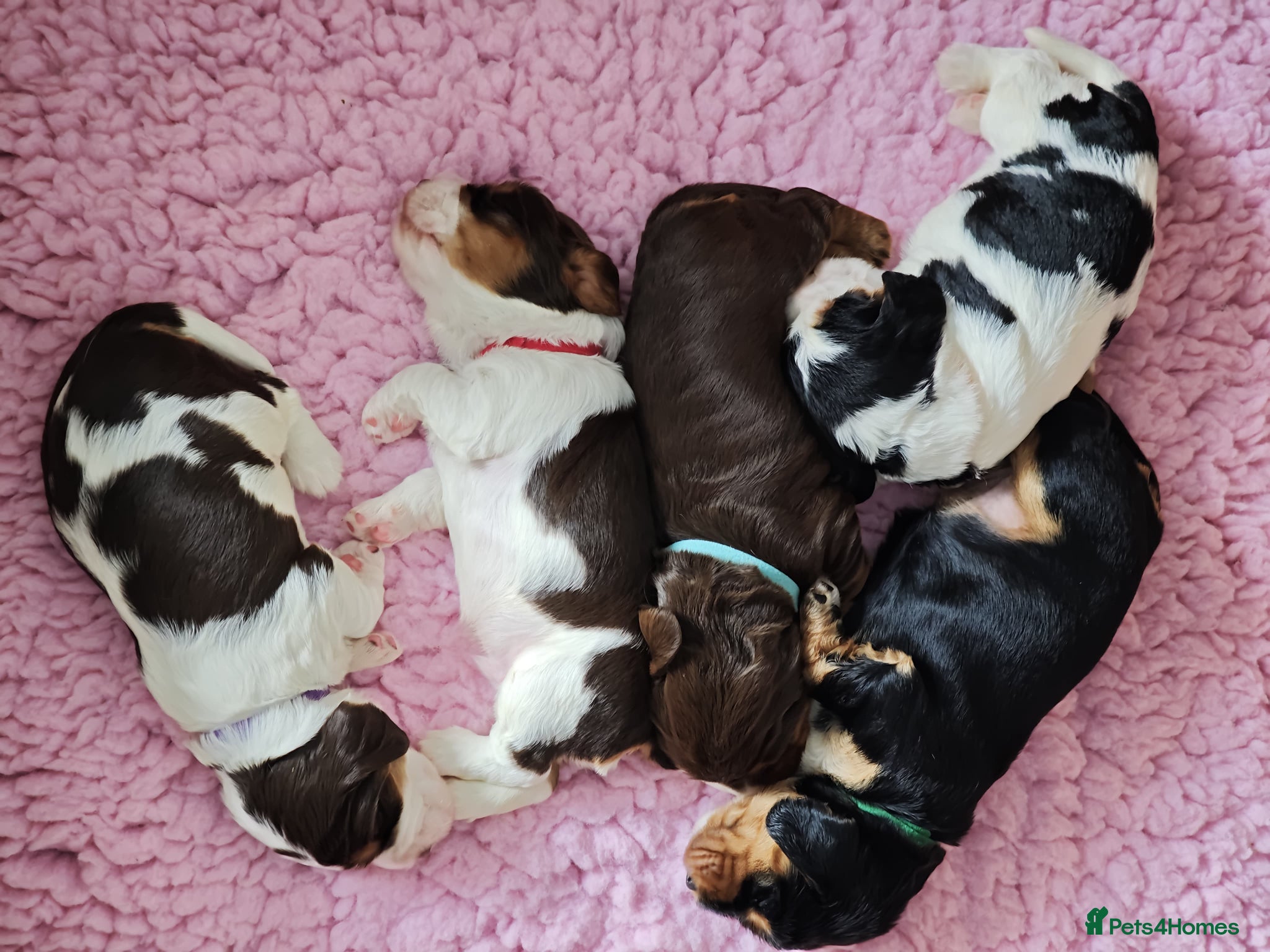 Cocker Spaniel dogs ❤️ Beautiful KC Registered Show Cocker Spaniels ❤️ - Advert 9