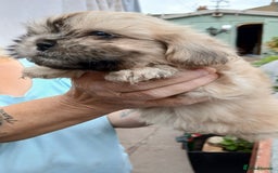 Shihpoo dogs for sale: 2 x shihpoo pups  - Image 6