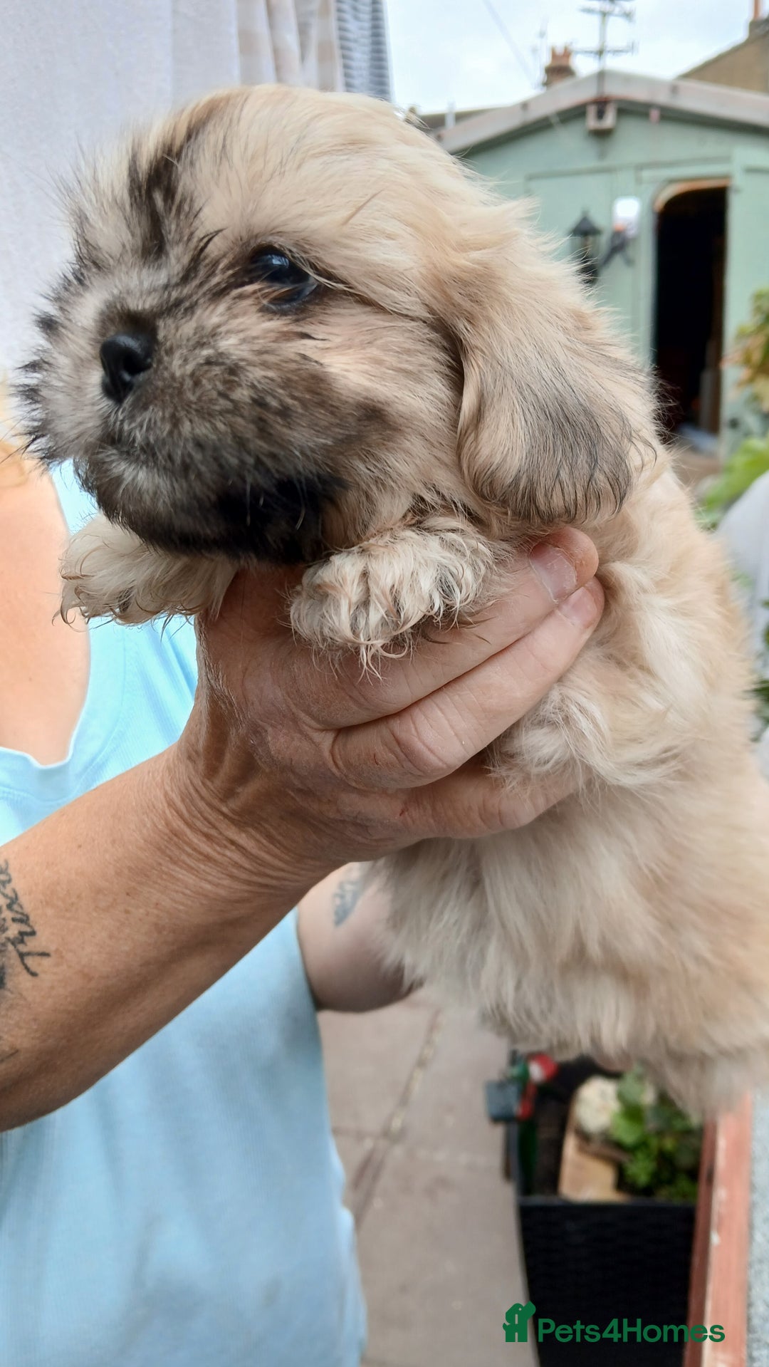 Shihpoo dogs for sale: 2 x shihpoo pups  - Image 6