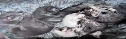 Oriental cats for sale: 6 happy, playful and lovable kittens. in Liverpool - Advert 16
