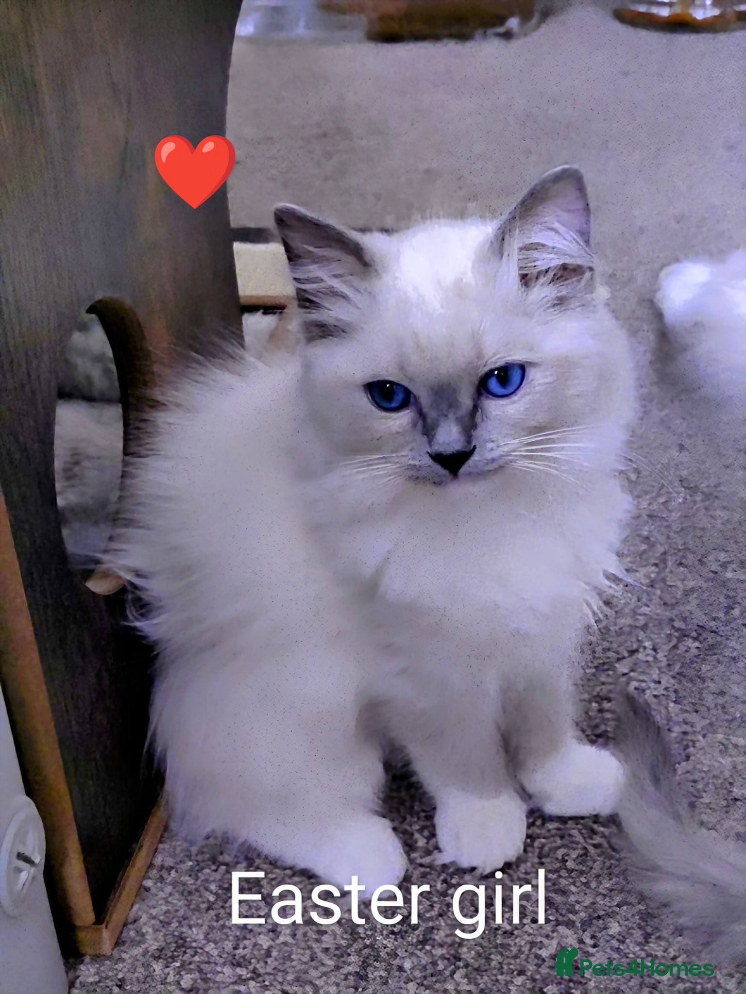 Ragdoll cats GCCF registered pedigree ragdoll kittens for sale  - Advert 15