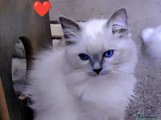Ragdoll cats GCCF registered pedigree ragdoll kittens for sale - Advert 15
