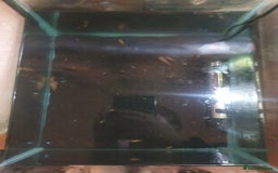 Snails fish for sale: Malaysian Trumpet Snails - Image 5