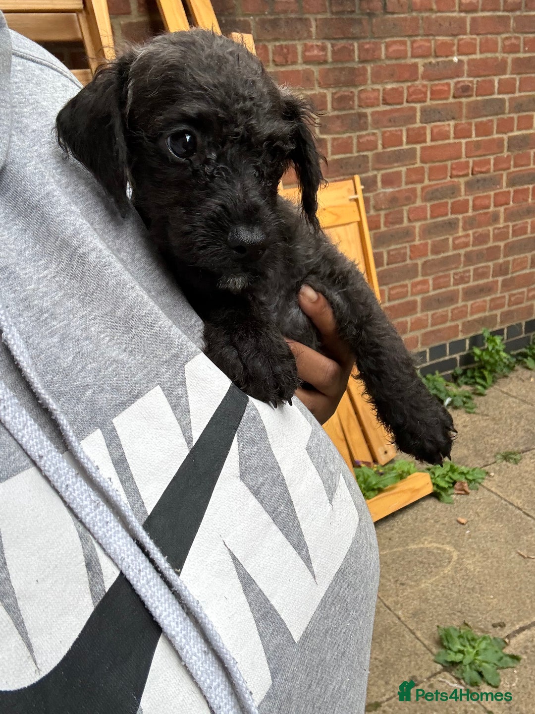 Mixed Breed dogs for sale: JACKAPOO PUPPIES READY TO GO! | TOYPOODLE MIX - Image 2