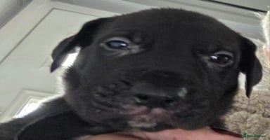 Mixed Breed dogs - Advert 14