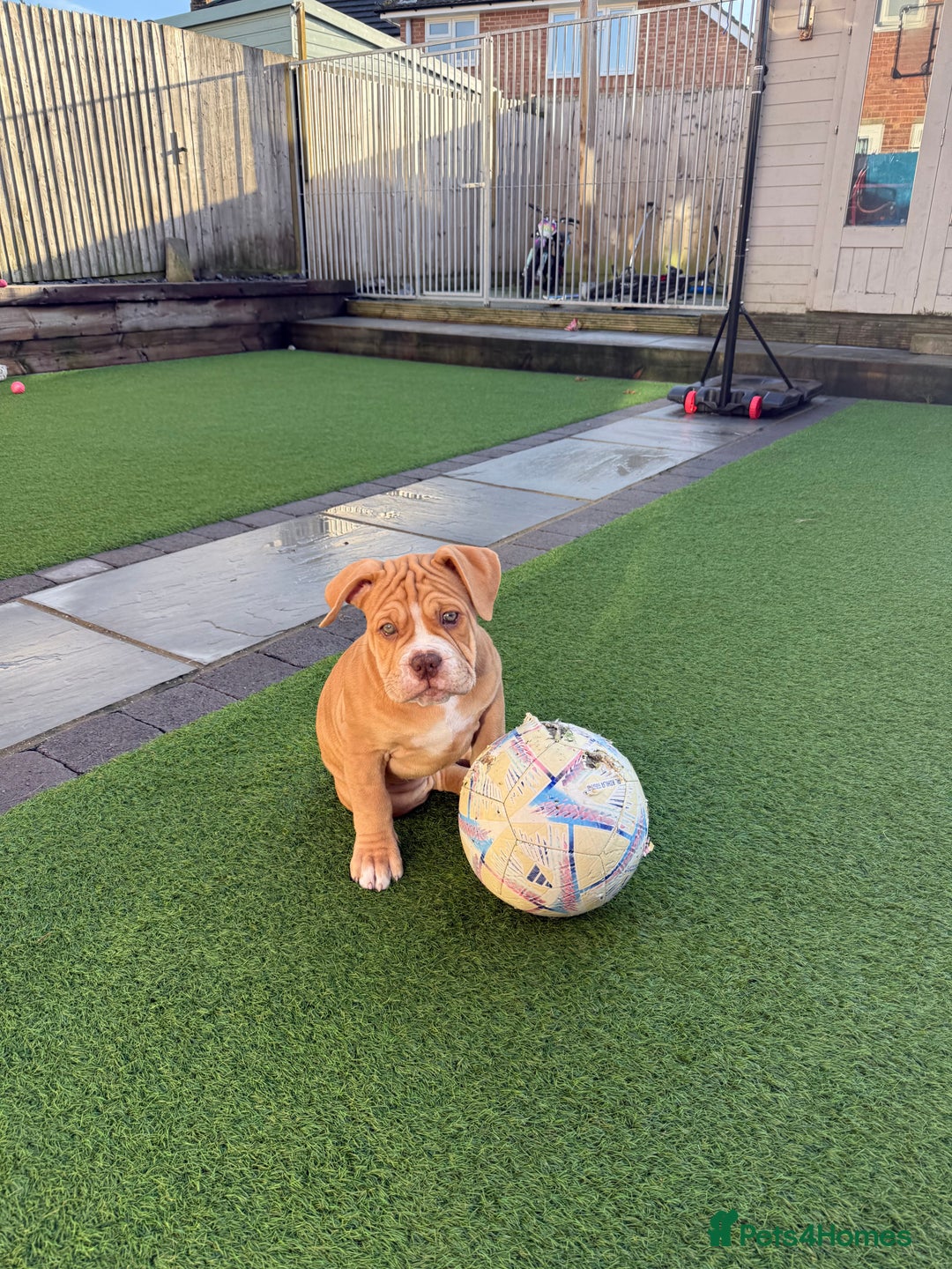 Old Tyme Bulldog dogs for sale: Olde Tyme Bulldogs  - Advert 4