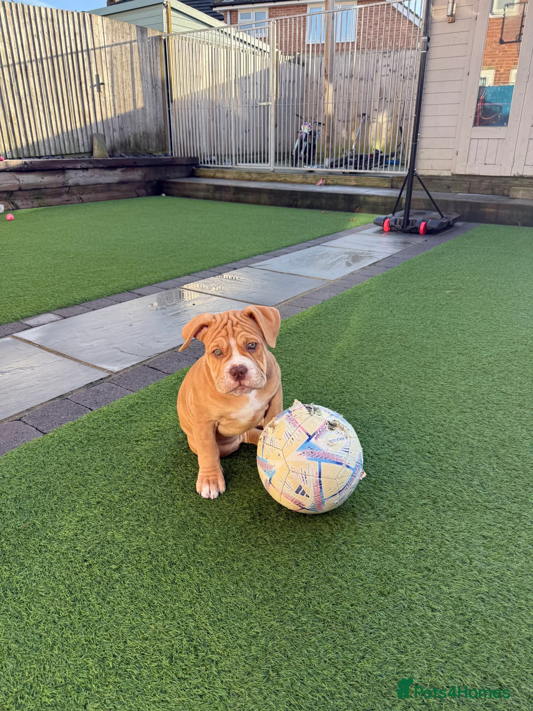 Old Tyme Bulldog dogs for sale: Olde Tyme Bulldogs  - Advert 4