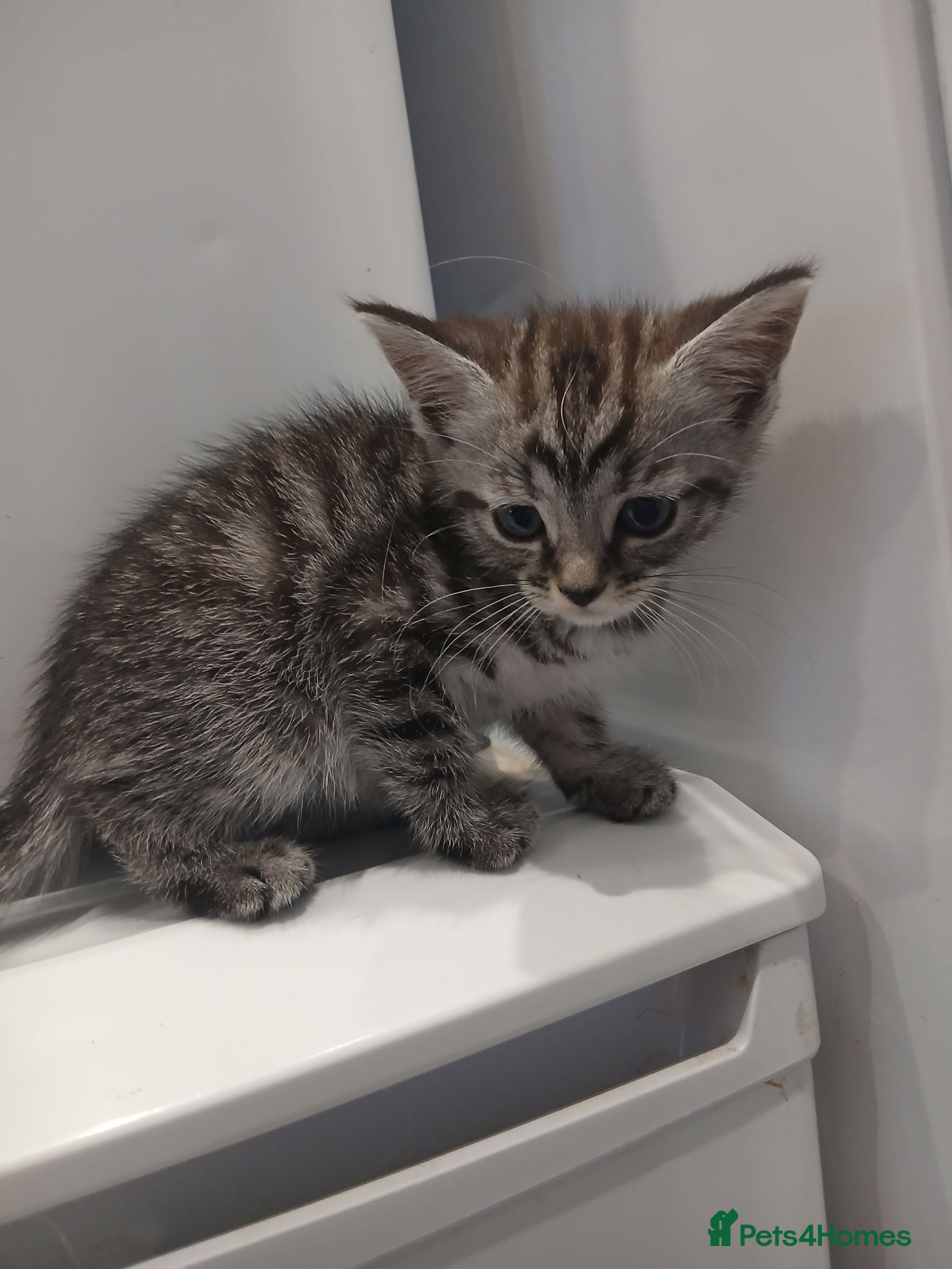 Mixed Breed cats 5 adorable kittens for forever homes - Advert 1