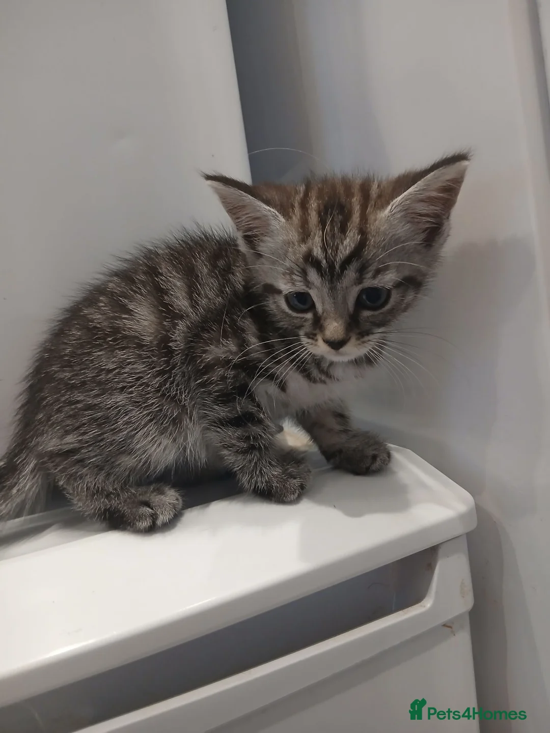Mixed Breed cats for sale: 5 adorable kittens for forever homes - Advert 1