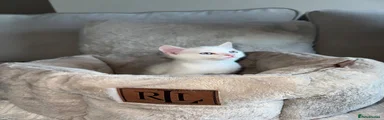 Vanilla (Nilla) 