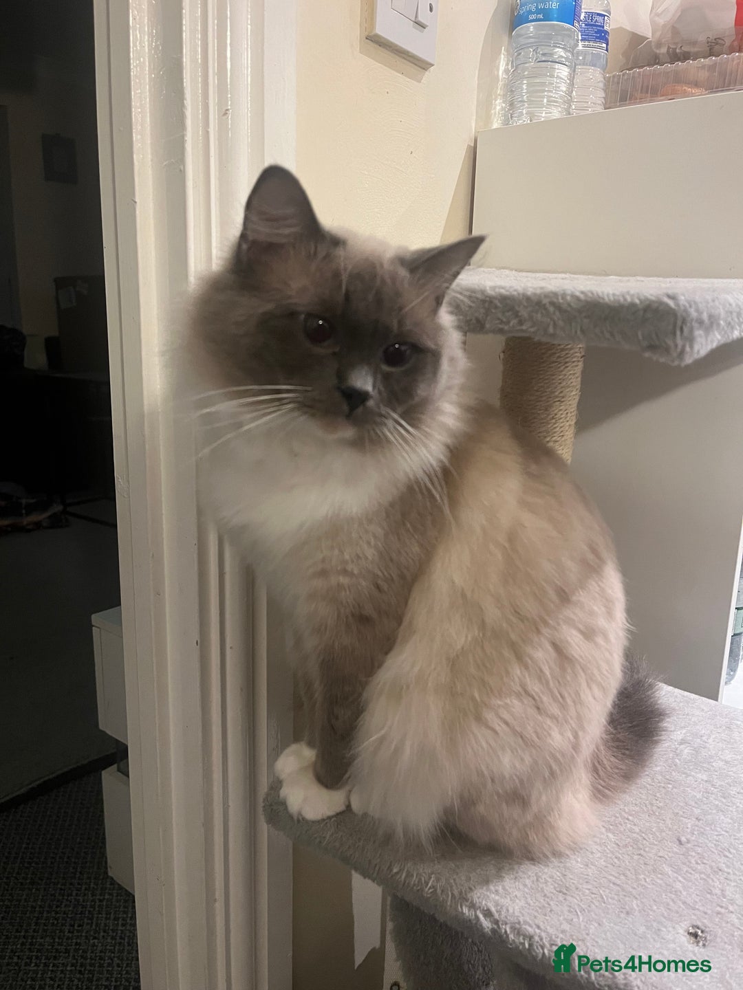 Ragdoll cats for sale: Stunning pure ragdoll male ❤️ - Image 8