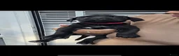 Cane Corso dogs for sale: Cane corso puppies  in Bromsgrove - Advert 3