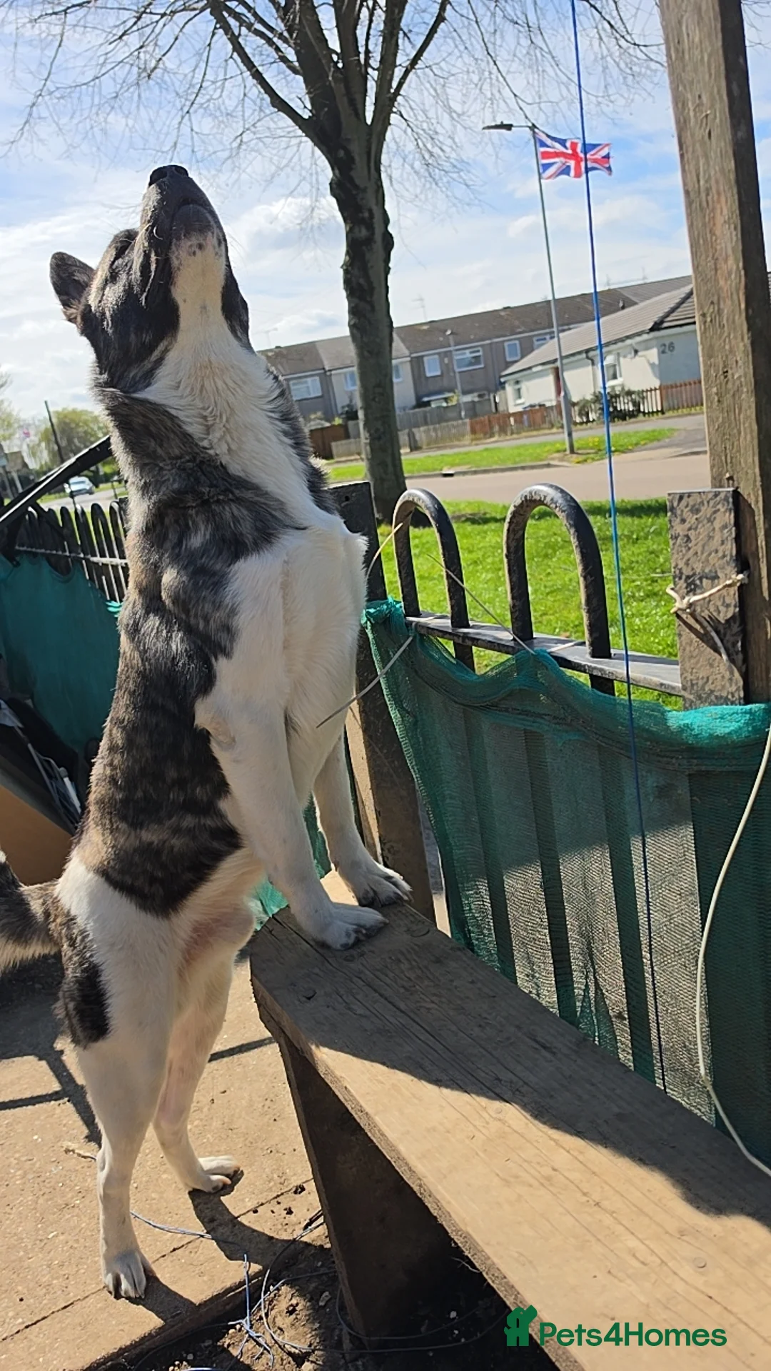 Akita dogs for sale: Akita in Hull - Advert 2