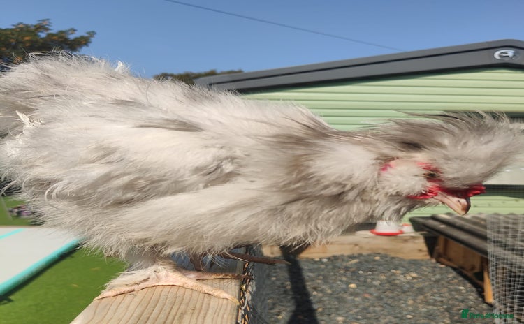 Chickens poultry - Advert 11