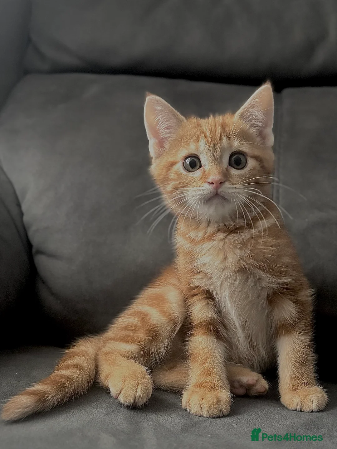 British Shorthair cats for sale: Beautiful Purebreed British Shorthair X Tabby - Advert 11