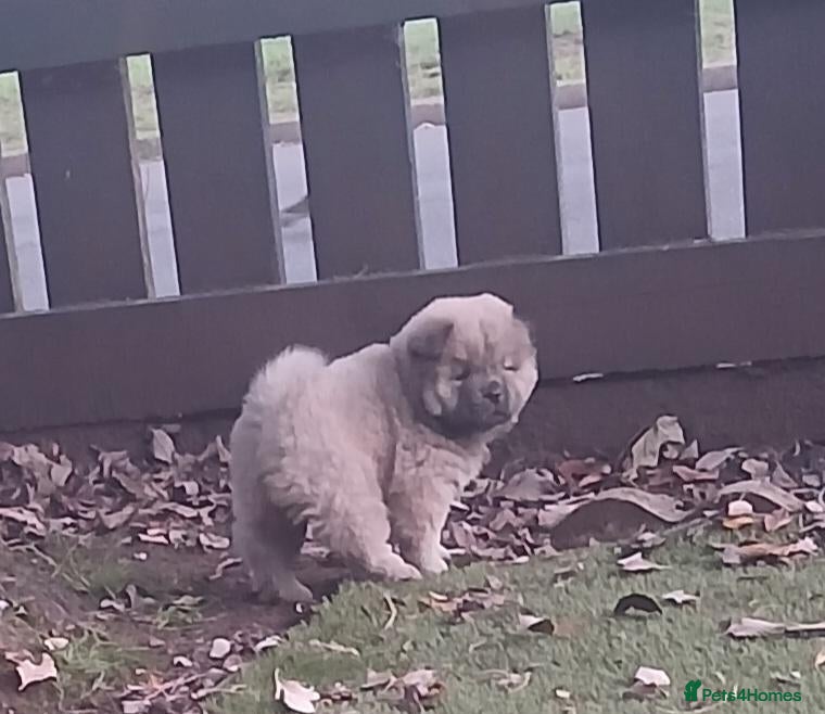 Chow Chow dogs Beautiful kc registered chow chow pups - Advert 1