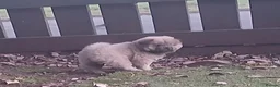Chow Chow dogs for sale: Beautiful champion sired chow chow pups - Advert 17