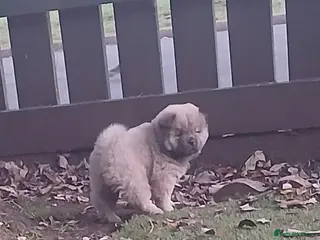 Chow Chow dogs Beautiful kc registered chow chow pups - Advert 1