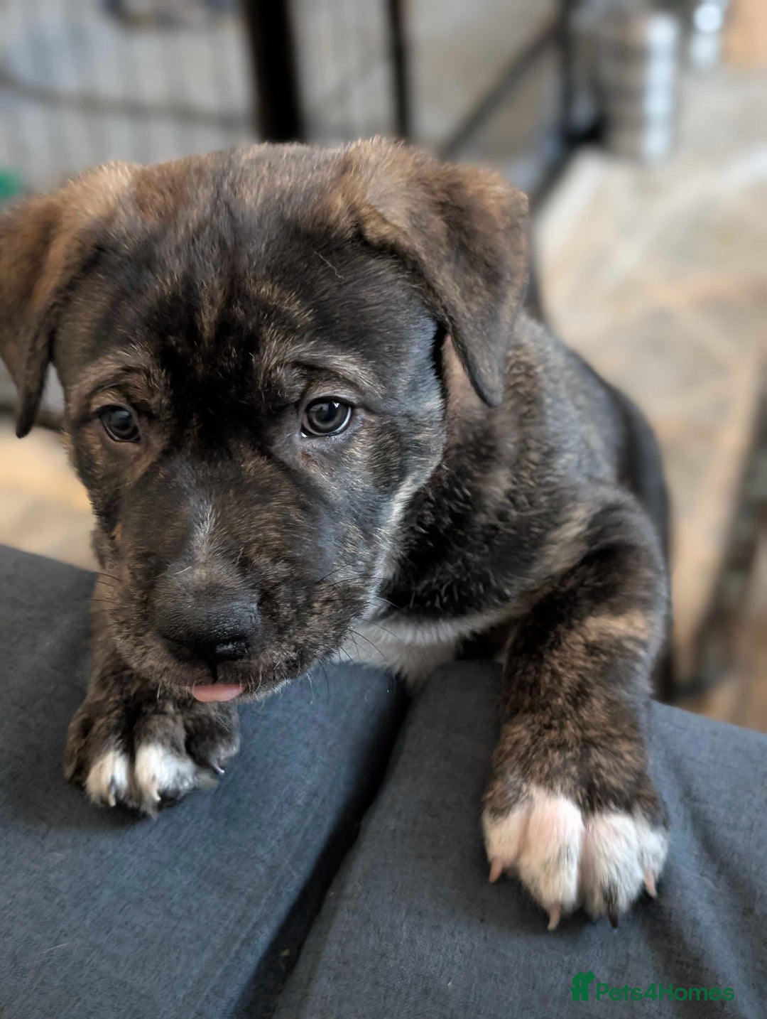 Mixed Breed dogs for sale: Two beautiful Staffy x Husky puppies  - Image 20