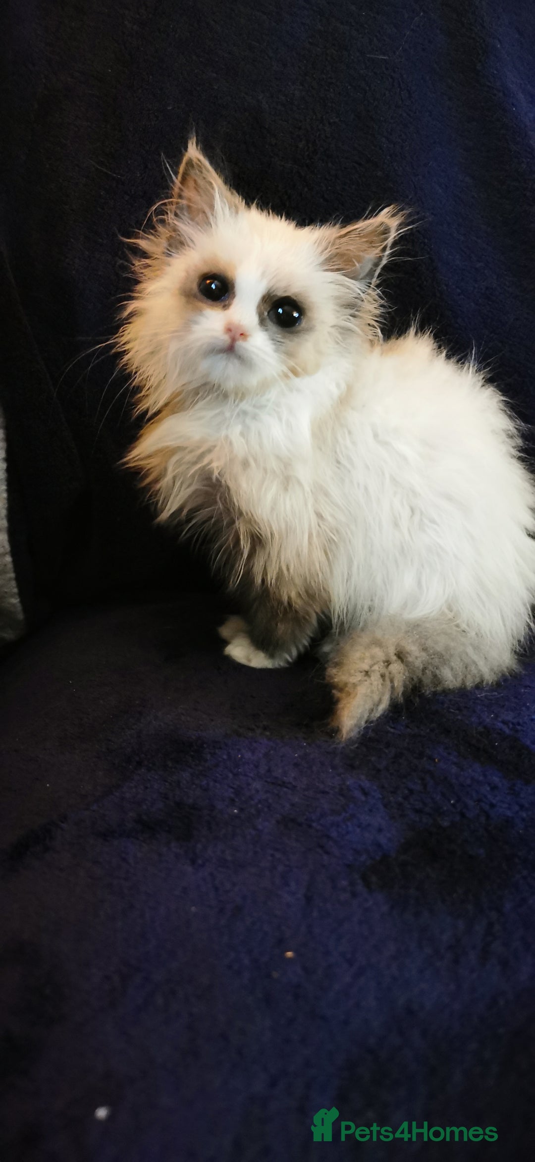 Siberian cats for sale: Siberian Neva Masquerade kitten  - Advert 4