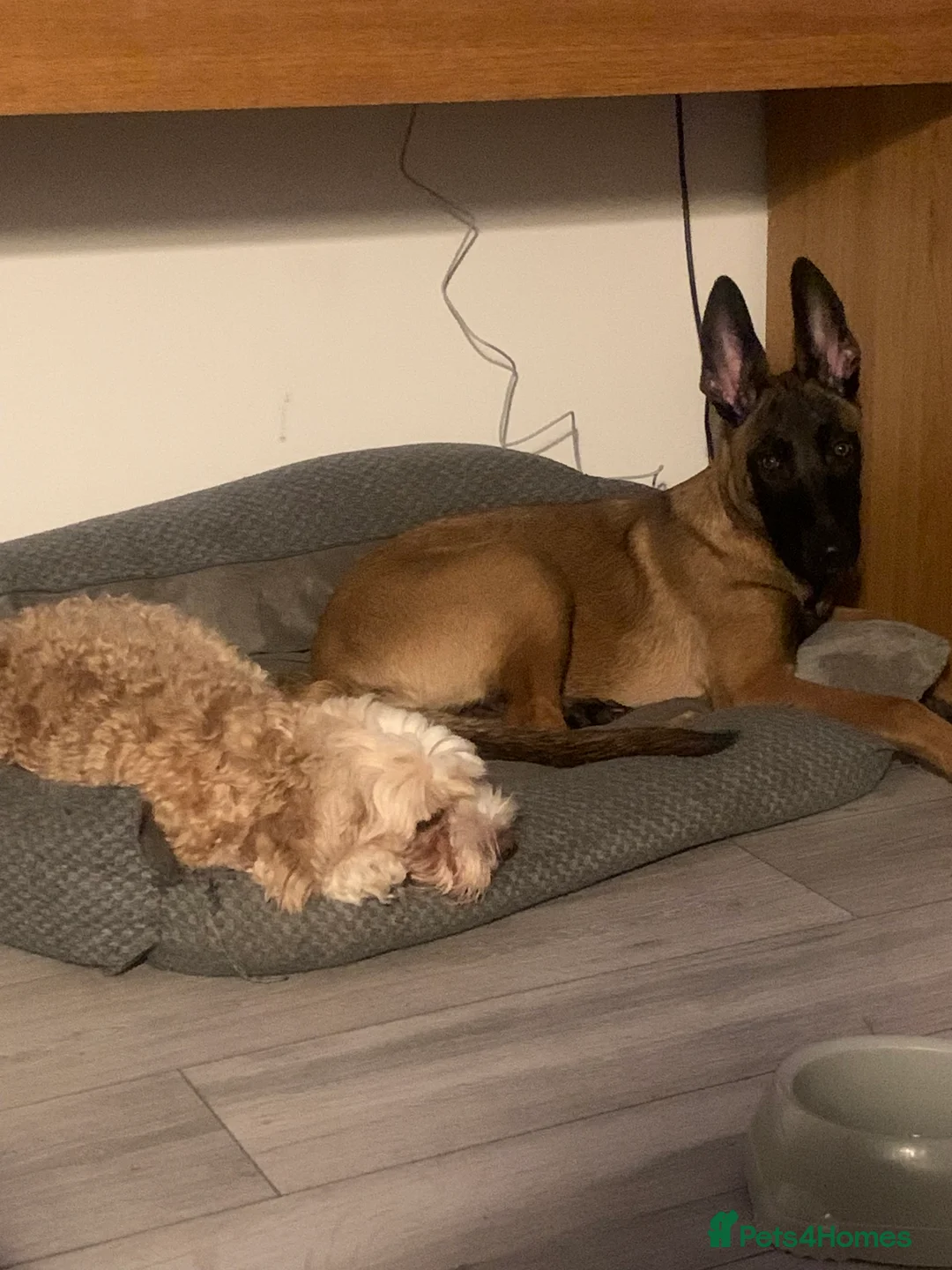 Belgian Shepherd Dog dogs for sale: Belgian malanois  - Advert 6