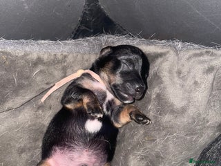 Jack Russell dogs Jack Russell Puppies - Advert 7