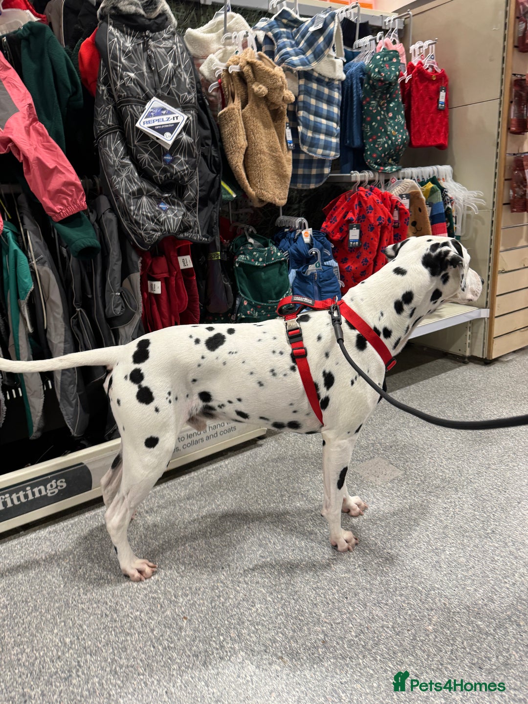 Dalmatian dogs for stud: PROVEN Black spot KC registered Dalmatian for STUD in Romford - Advert 4