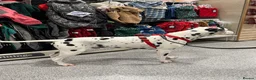 Dalmatian dogs for stud: PROVEN Black spot KC registered Dalmatian for STUD in Romford - Advert 4