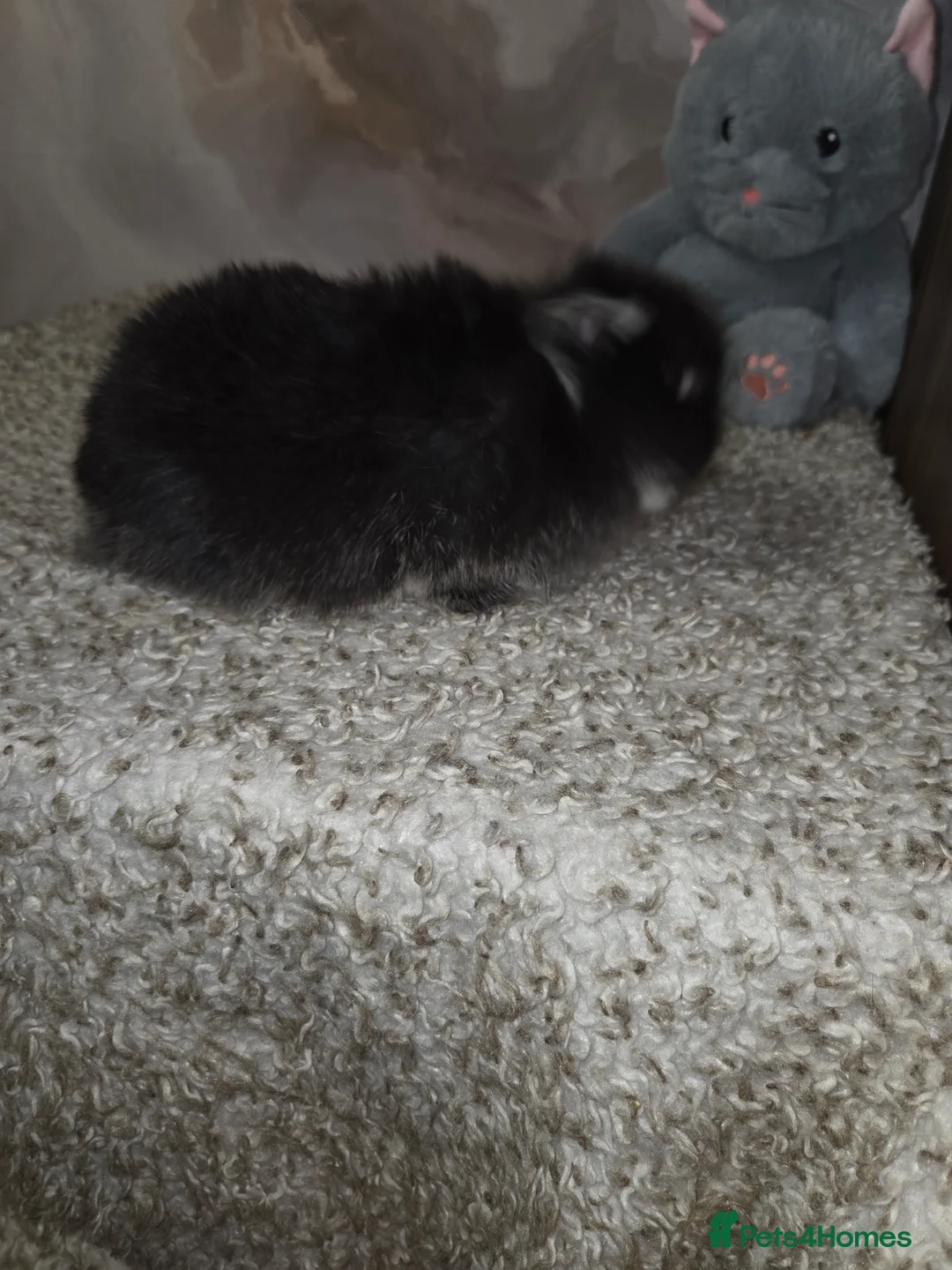 Mini Lop rabbits for sale: PURE MINI LOP BUNNIES ( All COLOURS) - Advert 9