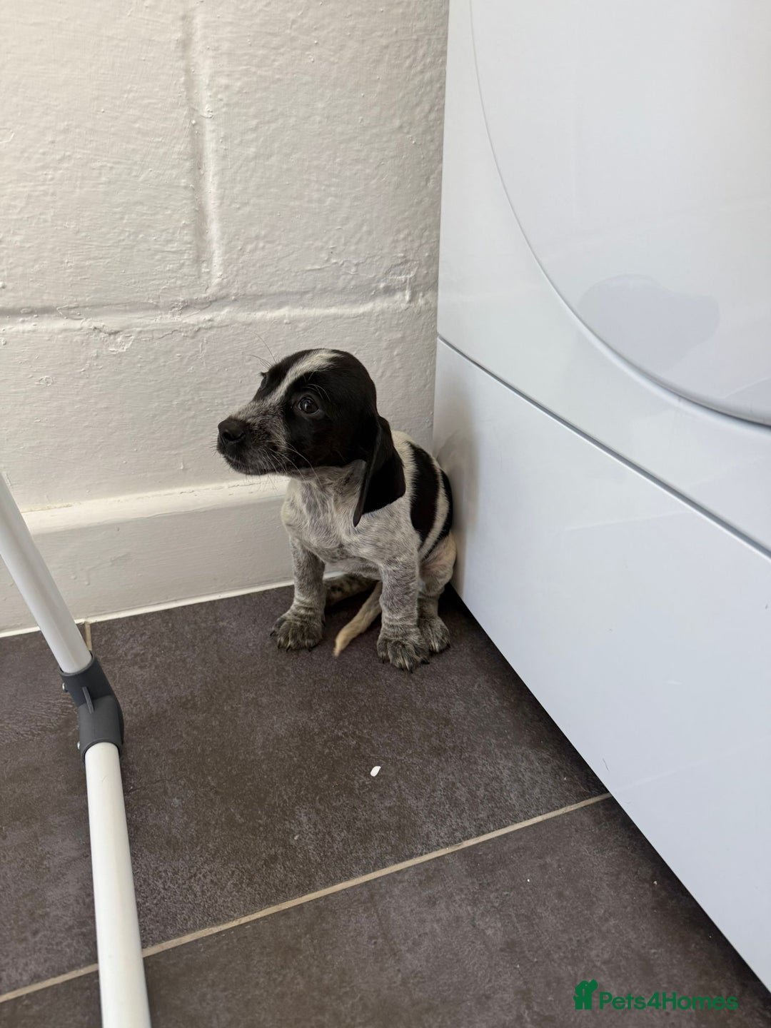 Mixed Breed dogs for sale: 6 beautiful jack russle cross cocker spaniels  - Image 14