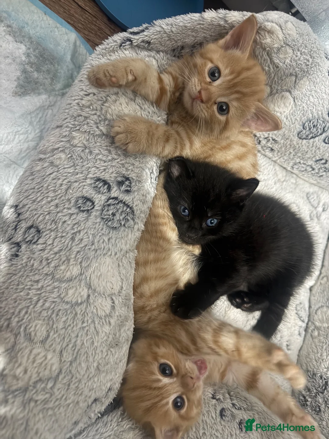 Mixed Breed cats for sale: 2 ginger kittens and 1 back - Advert 6
