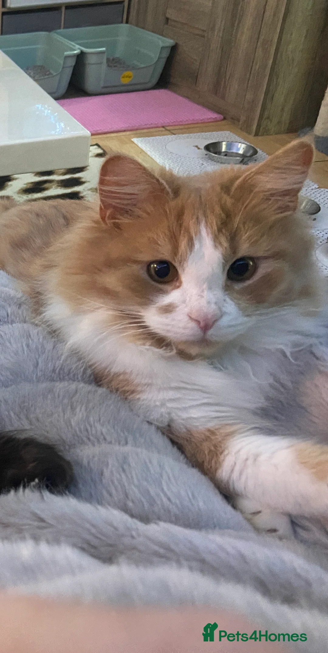 Mixed Breed cats for sale: MAIN COON MIX SIBLINGS  - Advert 2