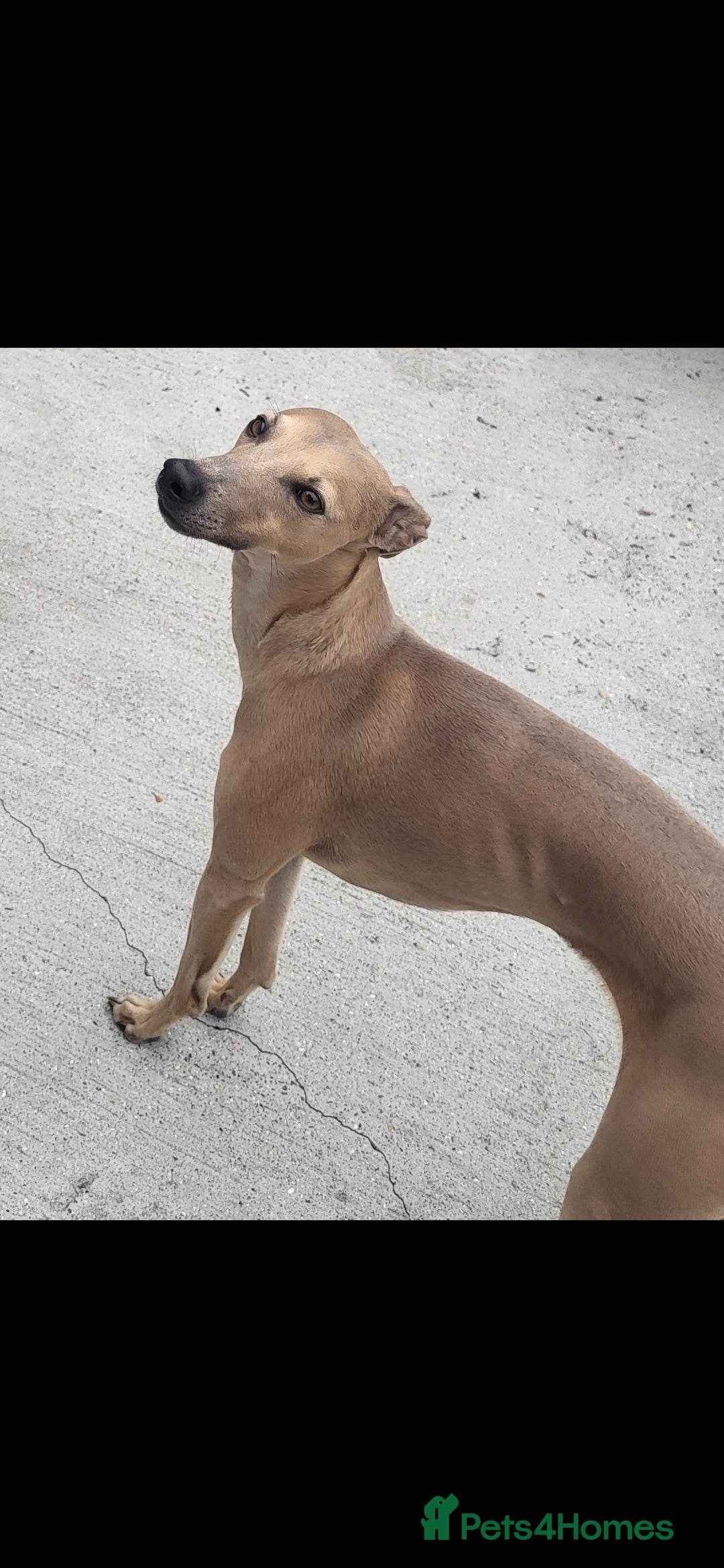 Italian Greyhound dogs for stud: Italian greyhound for stud  - Image 3