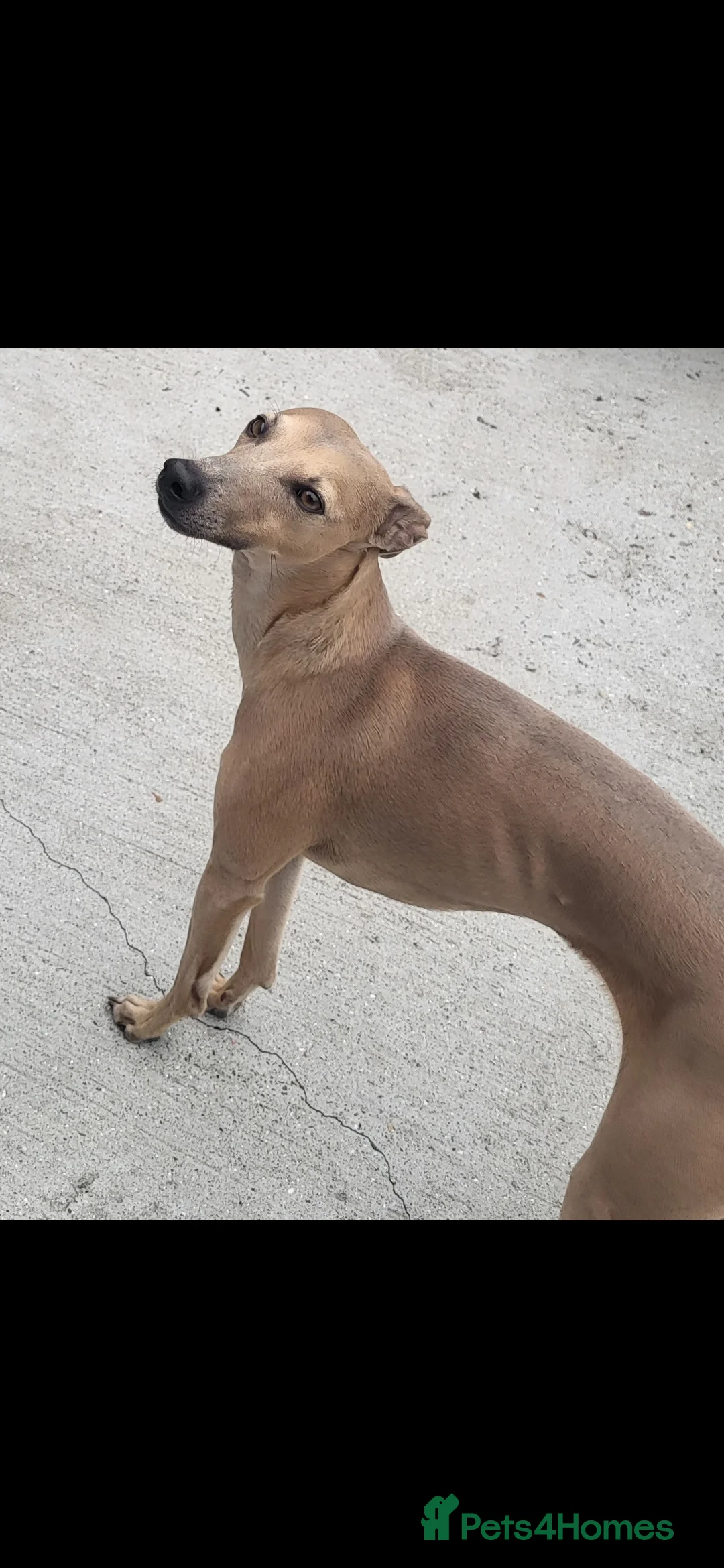 Italian Greyhound dogs for stud: Italian greyhound for stud  - Advert 3